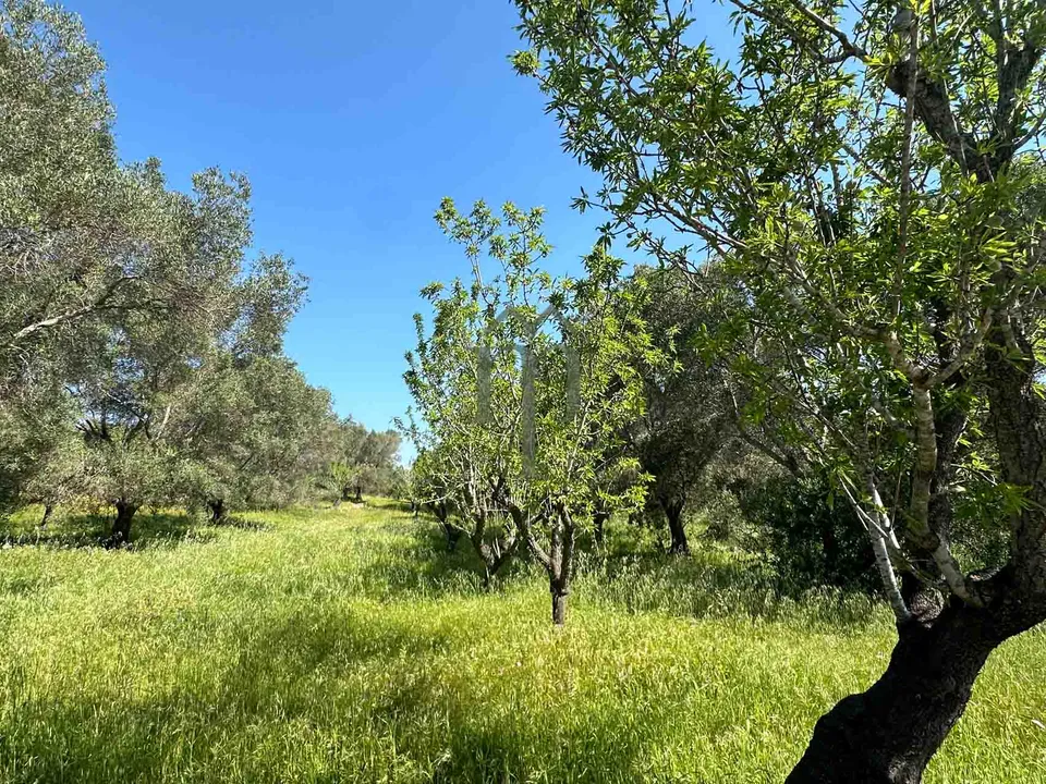 Tomt i Carovigno, Brindisi - bilde 2